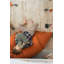 Bean Bag Cathy The Carrot