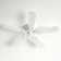 Brandee 42'' Ceiling Fan with Light Kit
