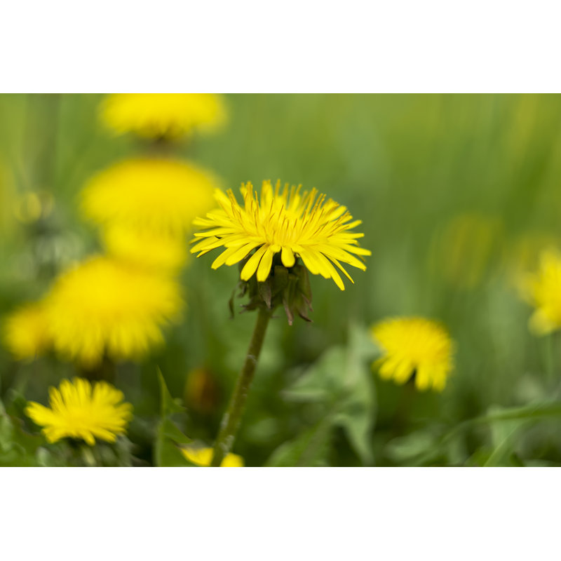 Yellow Dandelion Flowers by NIKILAY GLUHOV - Wrapped Canvas Print, 61cm H x 91cm W