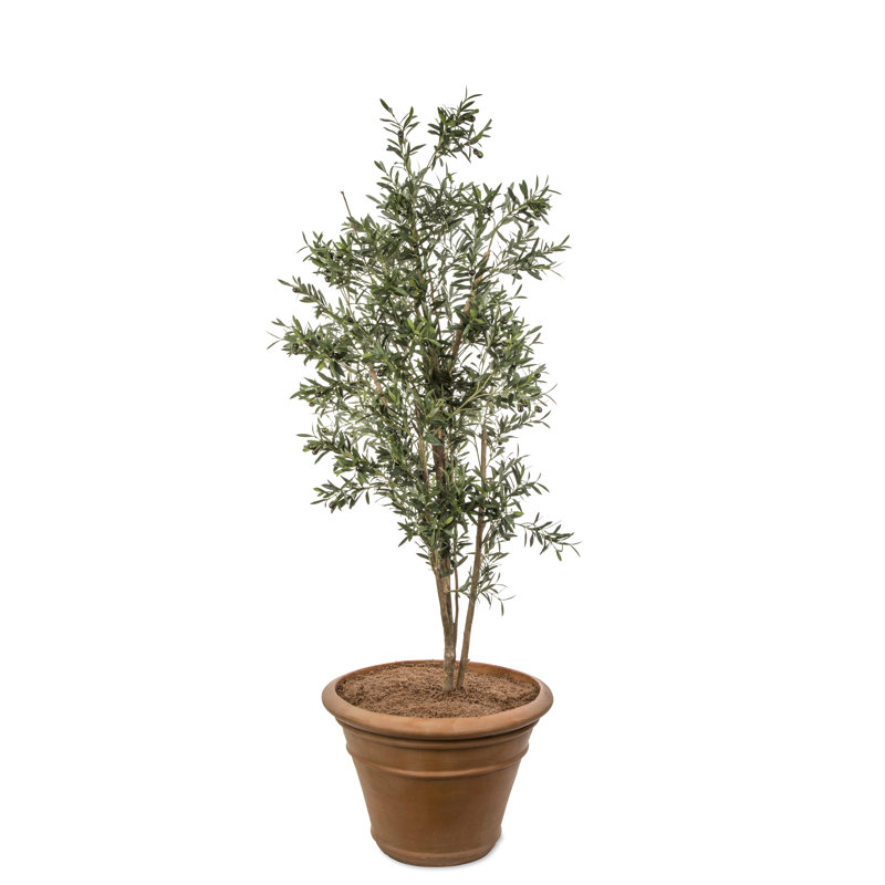 Balhi Fibreglass Planter, 61 cm H x 97 cm W x 97 cm D