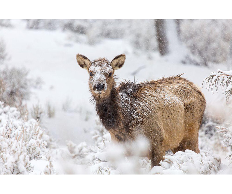 Collection de Yellowstone: élan femelle dans la neige, Mammoth Hot Springs, parc national de Yellowstone, H 28 po x l 40 po