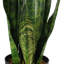 70cm Faux Snake Plant (Sansevieria) Plant in Pot Liner