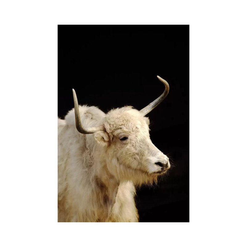Cow 1 Piece Wrapped Canvas Wall Art, 66.04 cm H x 45.72 cm W x 3.175 cm D