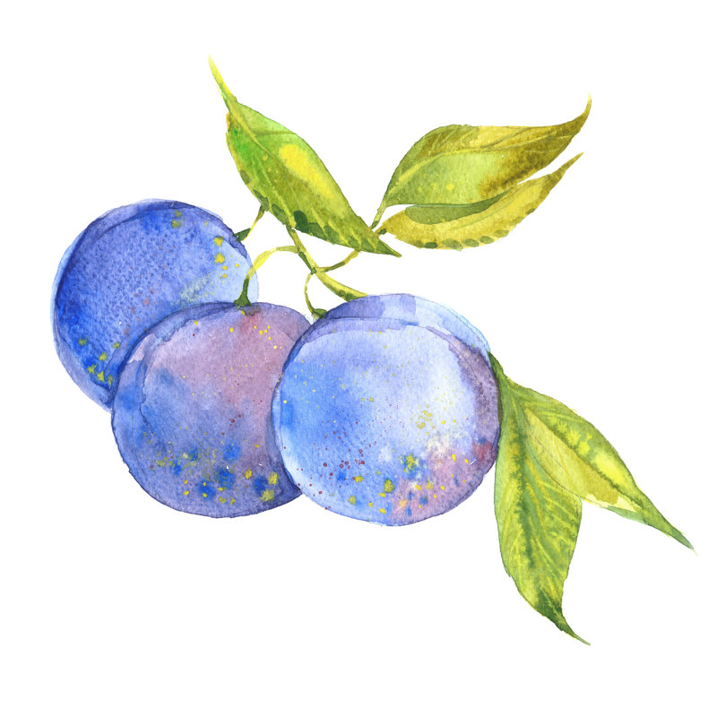 Plum On Branch by Dvoriankin - Wrapped Canvas Print, 122cm H x 122cm W