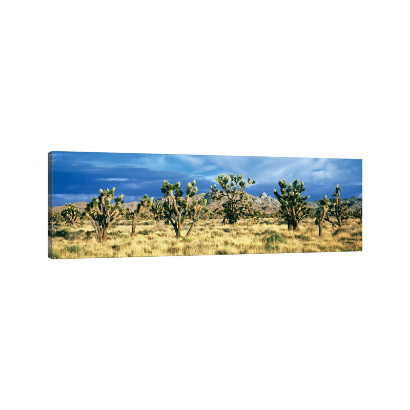 Joshua Trees In The Mojave National Preserve, Mojave Desert, San Bernardino County, California, USA - Wrapped Canvas Panoramic Print