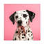 Chien pirate sur toile-95429993