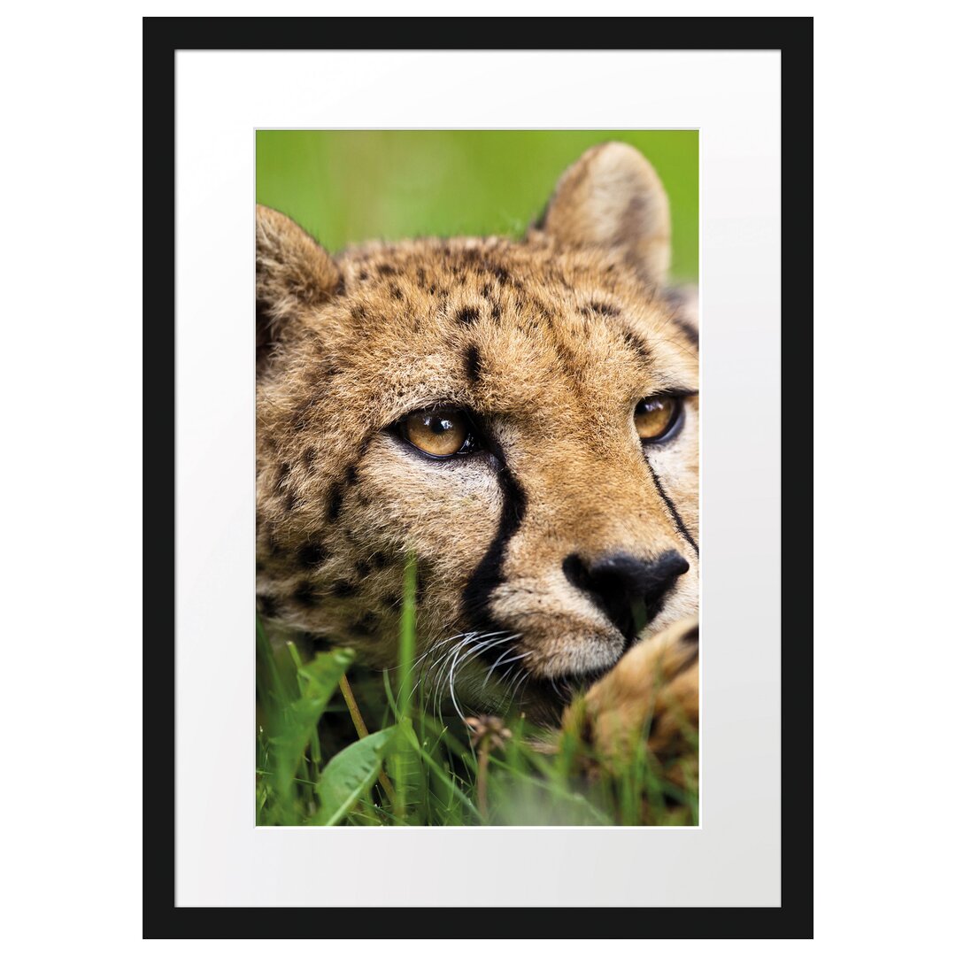 Gerahmtes Poster Gepard im Gras