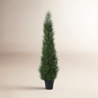 Adcock Cypress Topiary in Pot