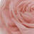 Simulation Rose Flower Throw Pillow Decorative Round Floral Accent Pillow Cover & Insert-1408856972-1408856963