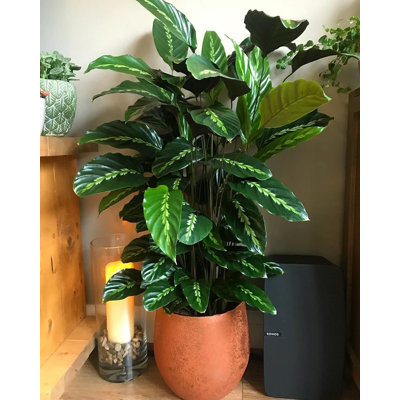 Calathea Maui Queen - Live Plant in a 2 Inch Pot - Calathea 'Maui Queen' - Starter Plants - Beautiful and Elegant Easy Care Indoor Houseplants from The Nursery