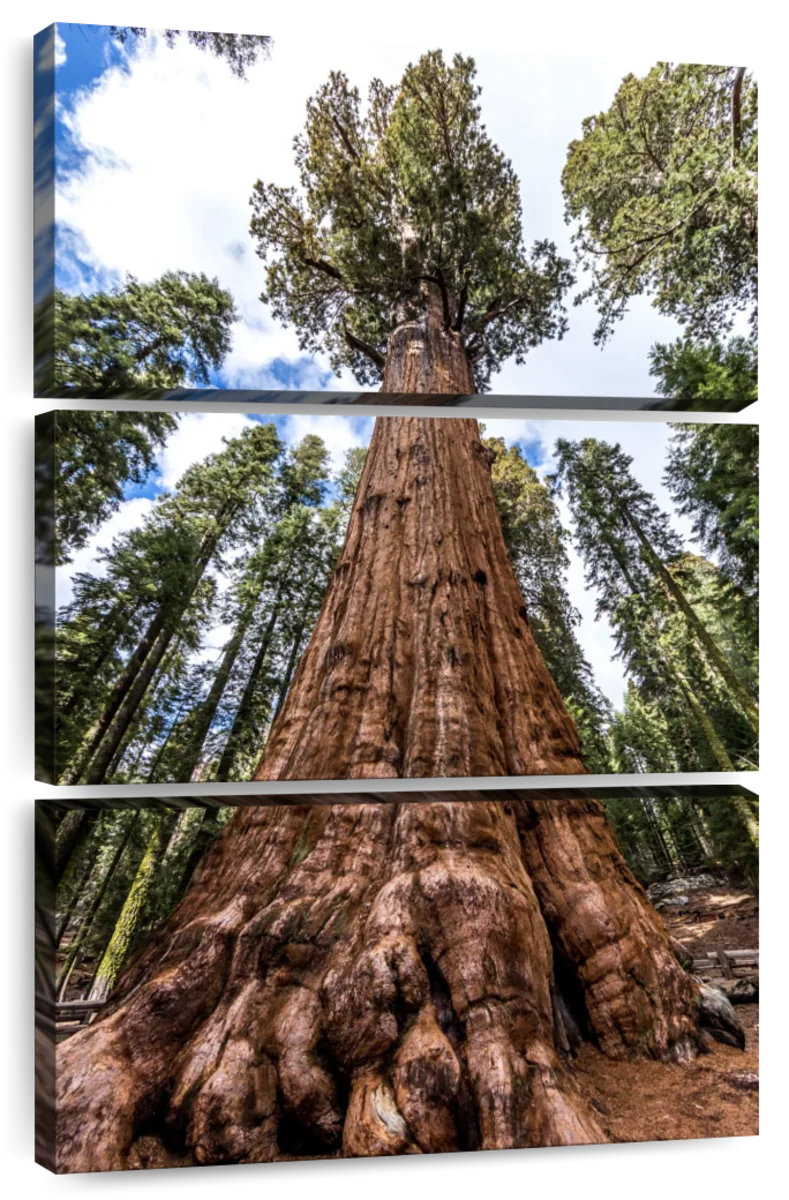 Lark Manor™ Harnek General Sherman Tree Wayfair