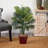 Areca Palm with Wicker Basket
