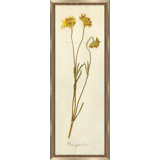 Napa Valley 1872 Herbarium V Print