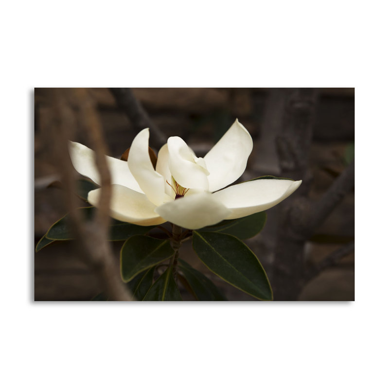 « solitaire magnolia », reproduction de photo, H 24 po x l 36 po x P 0,01 po, Papier