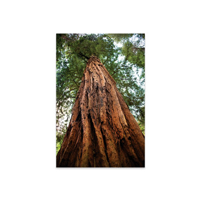 Vue en contre-plongée d'une séquoia de la côte de la vieille croissance, Muir Woods National Monument, Californie, reproduction sur verre acrylique