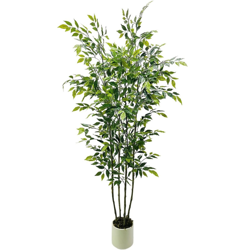 183cm Plant