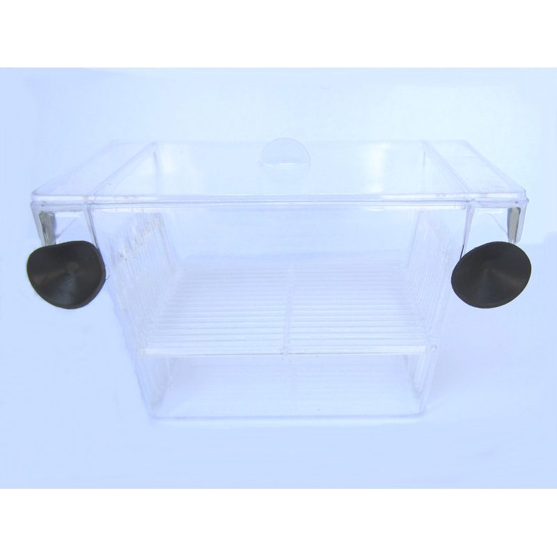 Nouveaux couvoirs de poisson, H 3,5 po x l 6,5 po x p 3 po