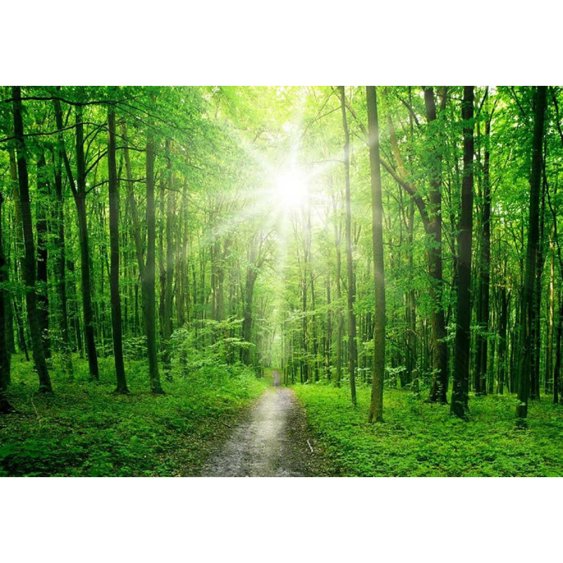 Peel & Stick Border, 66" L x 96" W