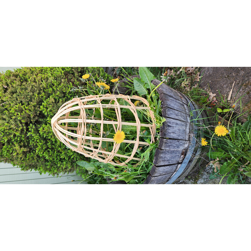 Cloche de saule, Tanné, H 22 po x l 18 po x P 18 po