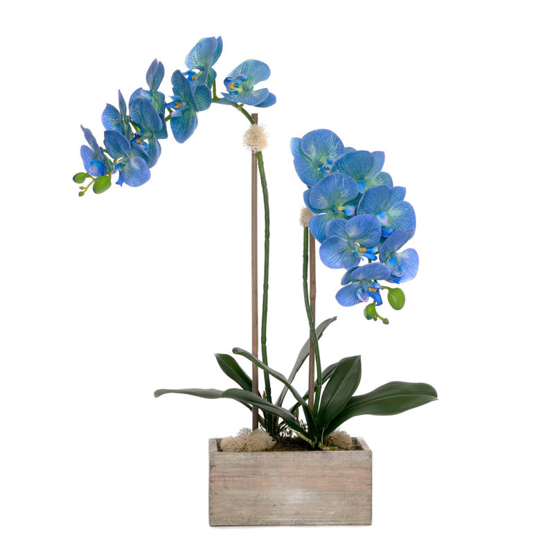 Blue Phalaenopsis Orchid Flower Arrangement in White Wash Wood Pot