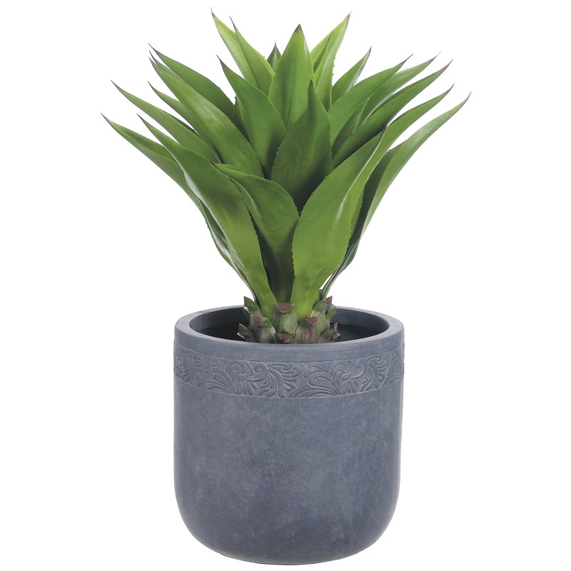 Agave plante en pot à feuillage atténuéa