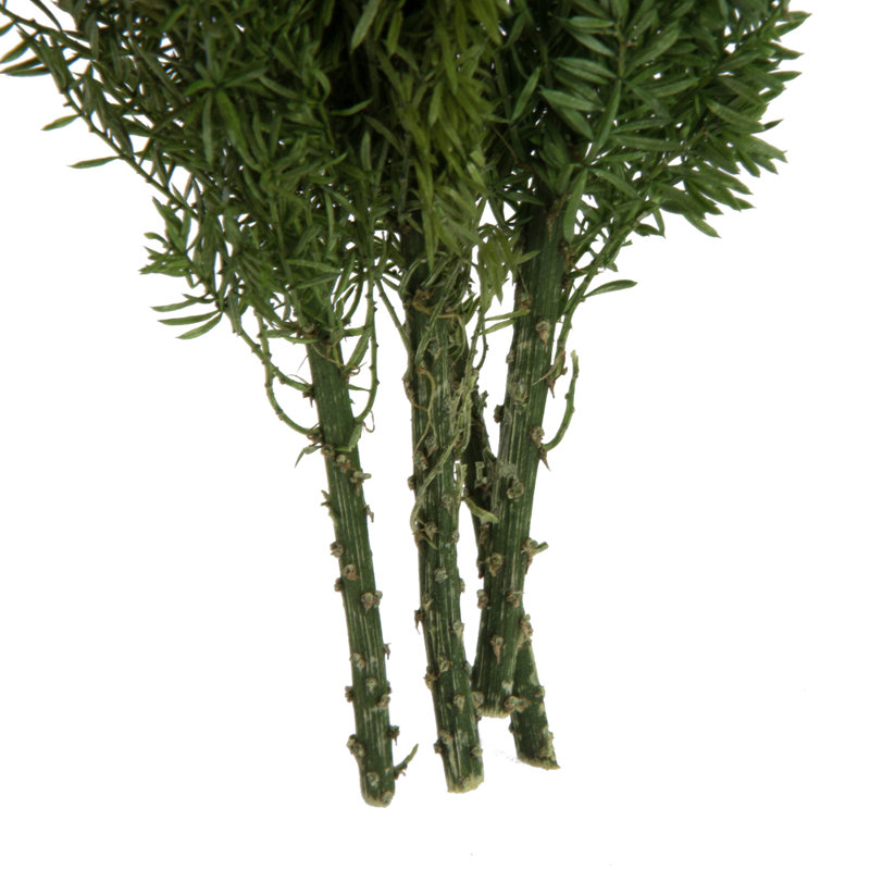 8'' Plant
