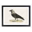 Western Jackdaw by Von Wright - Picture Frame Painting Print-55612443-55612448