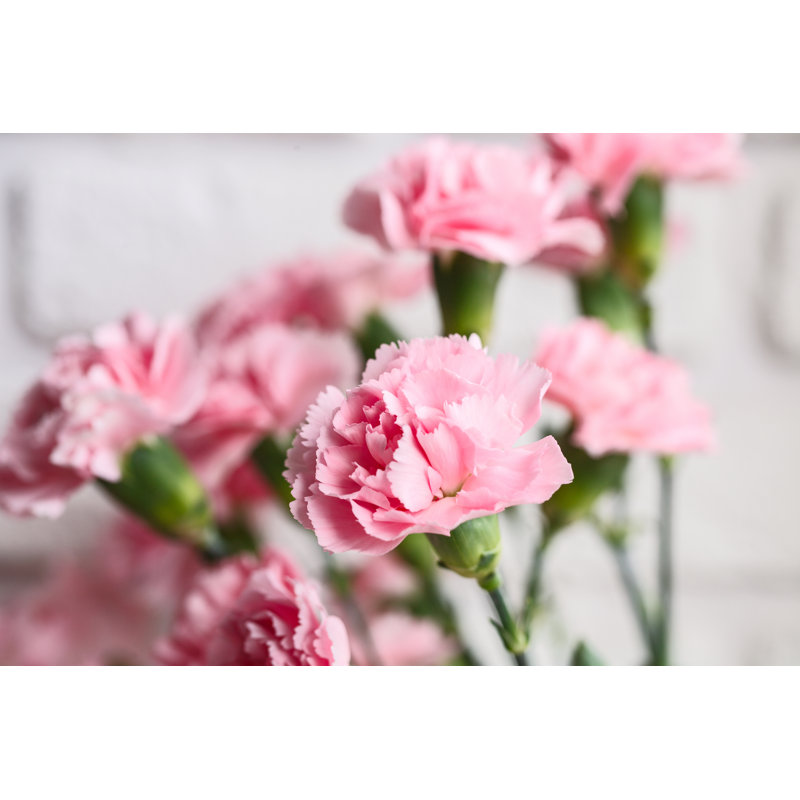 Bouquet Of Pink Spray Carnations by Tema_kud - Wrapped Canvas Print, 30cm H x 46cm W