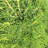 2.5 Quart Dwarf Alberta Spruce Tree