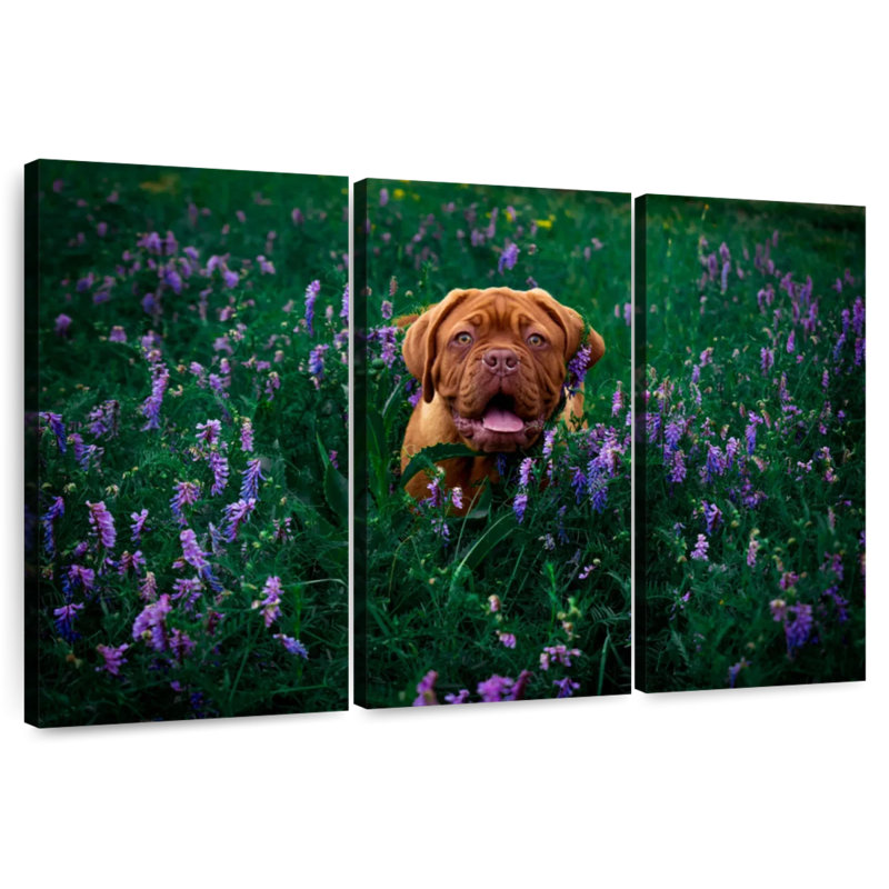 Dogue français Brampt, H 42 po x l 65 po