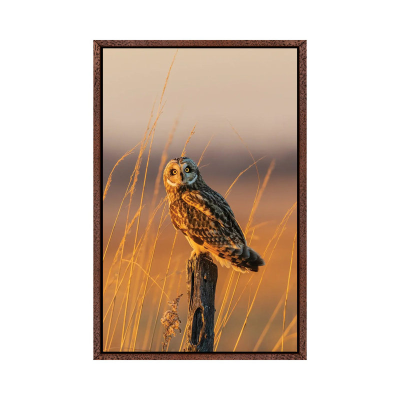 Short-Eared Owl Perched On Fence Post, Prairie Ridge State Natural Area, Marion County, Illinois. 1 Piece Wall Art on Canvas