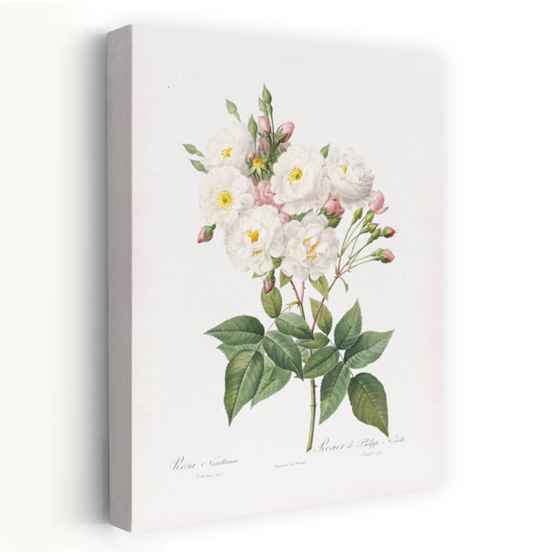 «Rosa A Noisettiana», art mural rétro rétro avec paysage floral, H 18 po x l 12 po