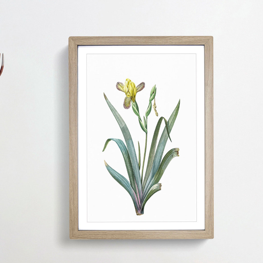 Hungarian Iris Flowers by Pierre-Joseph Redoute - Framed Print