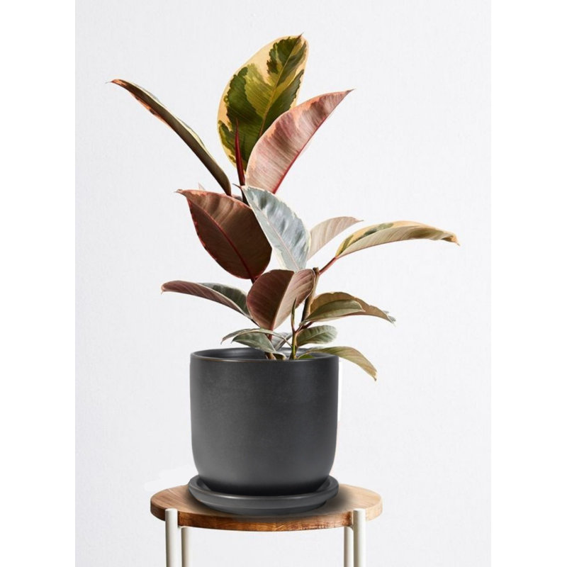 Garbani Ceramic Pot Planter