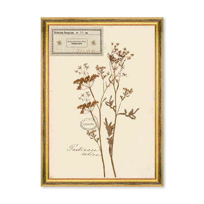 HERBARIUM ALPINIUM VII