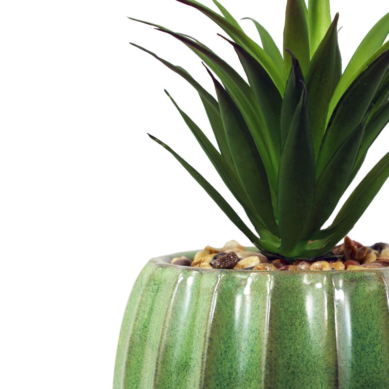 Annistin 20cm Plant