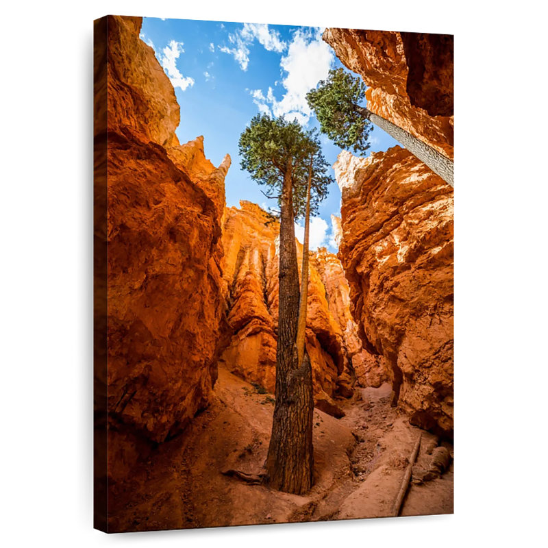 Navajo Forest
