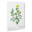 Yellow Buttercup Flowers by Pierre-Joseph Redoute - Wrapped Canvas-55319983