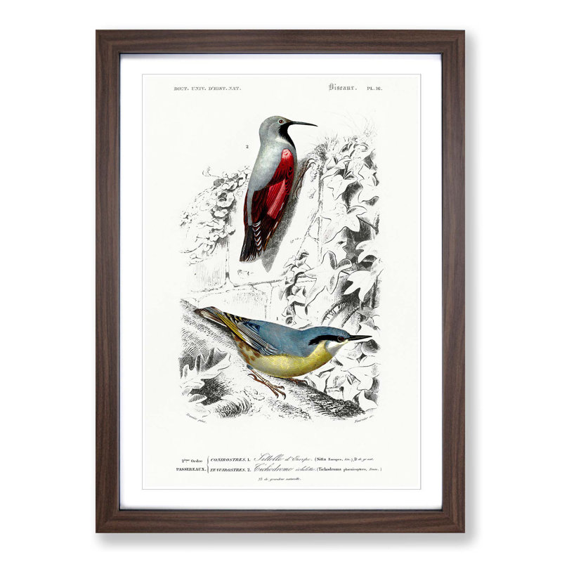 Bird Illustrations PL. 16 by Charles D' Orbigny - Single Picture Frame Painting, Walnut Framed, 33cm H x 24cm W x 2cm D