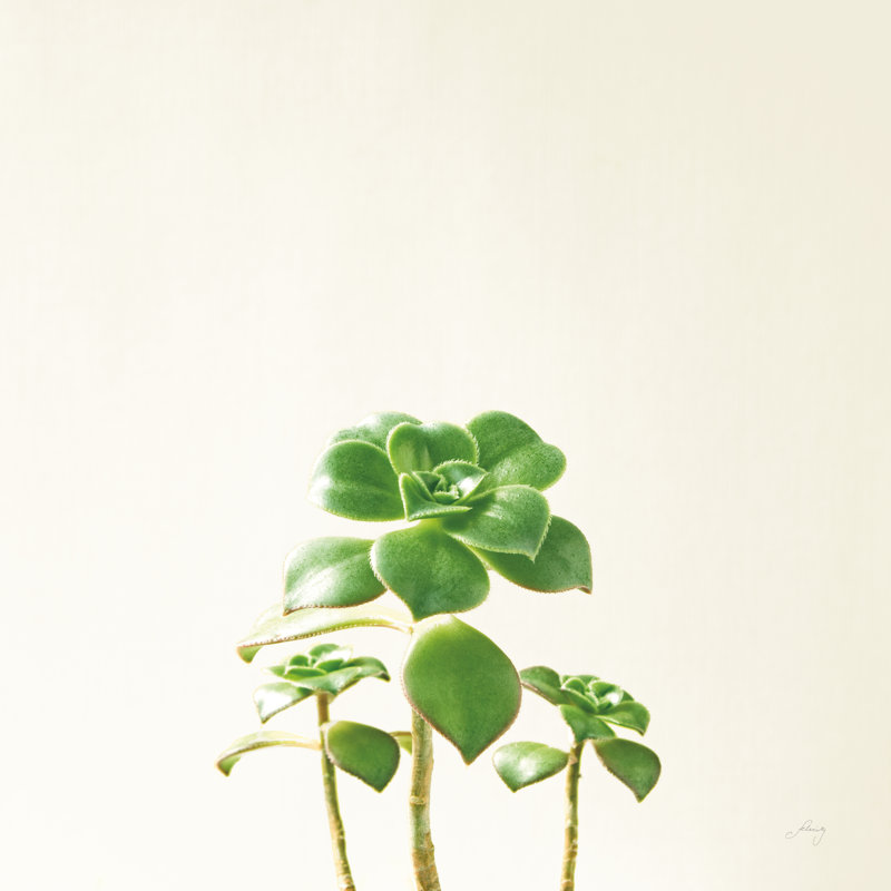 Succulent Simplicity IX Neutral by Felicity Bradley - Wrapped Canvas Print, 30cm H x 30cm W x 3.8cm D