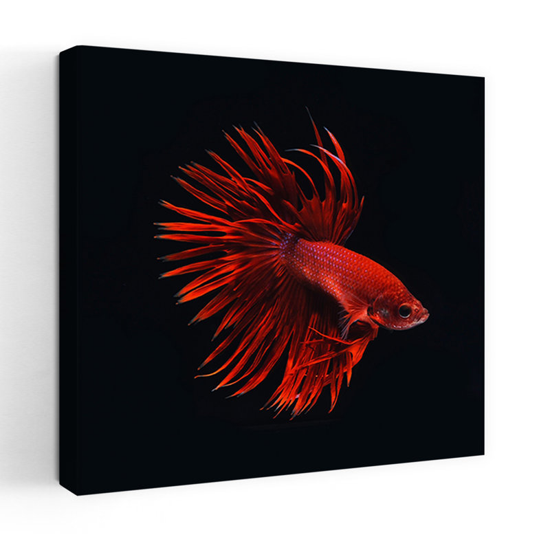 Poisson rouge Betta, art contemporain de la faune, H 32 po x l 32 po