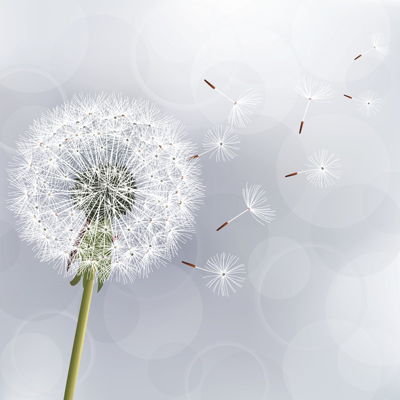 Gotebo Floral Trendy Dandelion by Silvionka - Wrapped Canvas Print, 122cm H x 122cm W x 3.8cm D