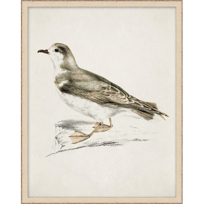 Coastal Bird Impression 5 - Peinture encadrée