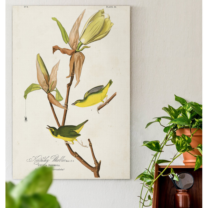 « Pl 38 Kentucky Warbler », reproduction d’art sur toile, H 36 po x l 24 po x P 1 po