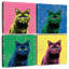 Brampt British Shorthair Pop-109148904