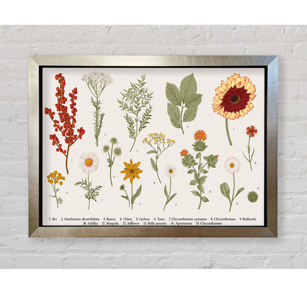 Blume Illustration Handgezeichnet Gerahmter Druck