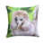 Caniche