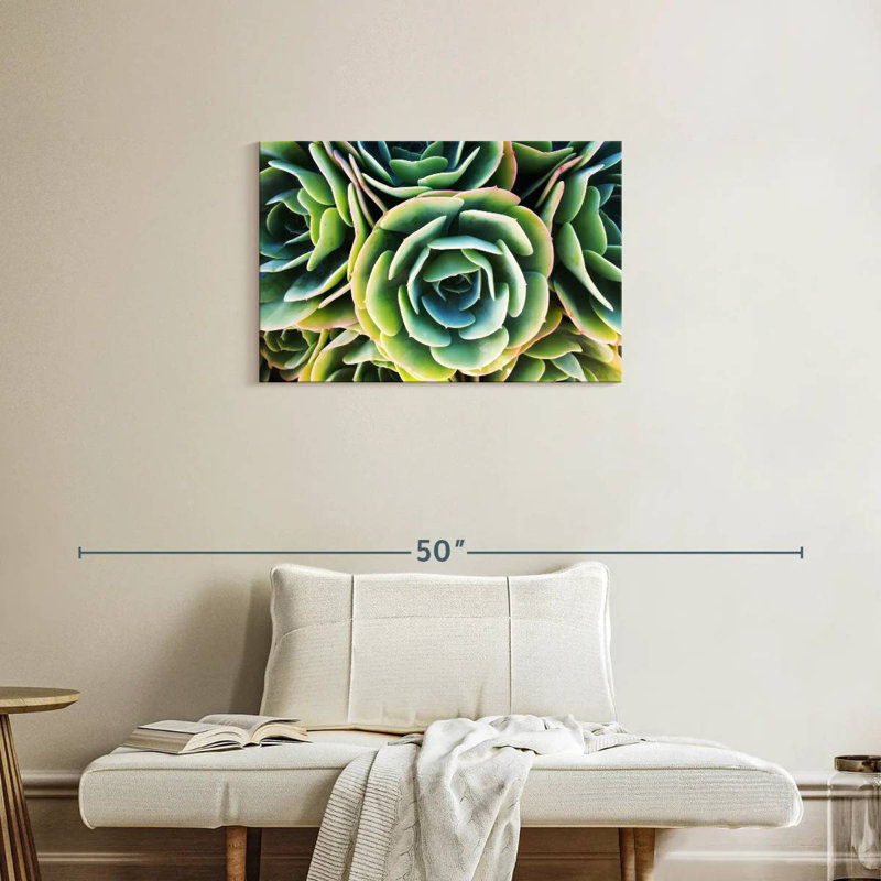 Rose succulente Harnek, H 20 po x l 30 po
