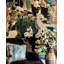 The Curators Cabinet Wallpaper Roll