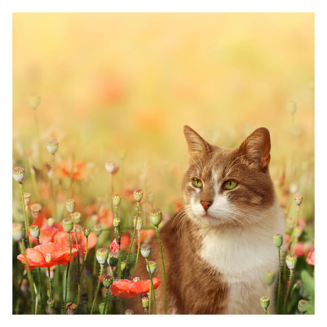 Cat in a Poppy Field 2.4m x 2.4m Textured Matte Peel & Stick Wall Mural